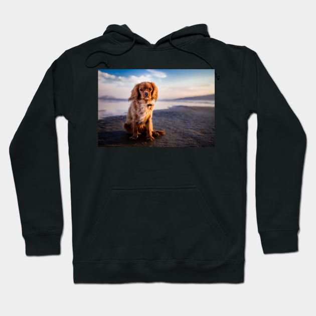 Cavalier King Charles Spaniel Hoodie by kawaii_shop